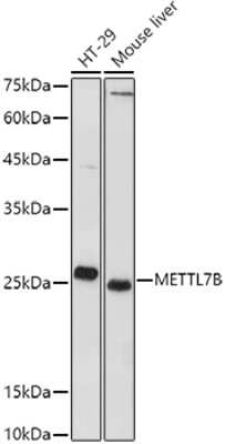 Western Blot: METTL7B AntibodyAzide and BSA Free [NBP3-05106]